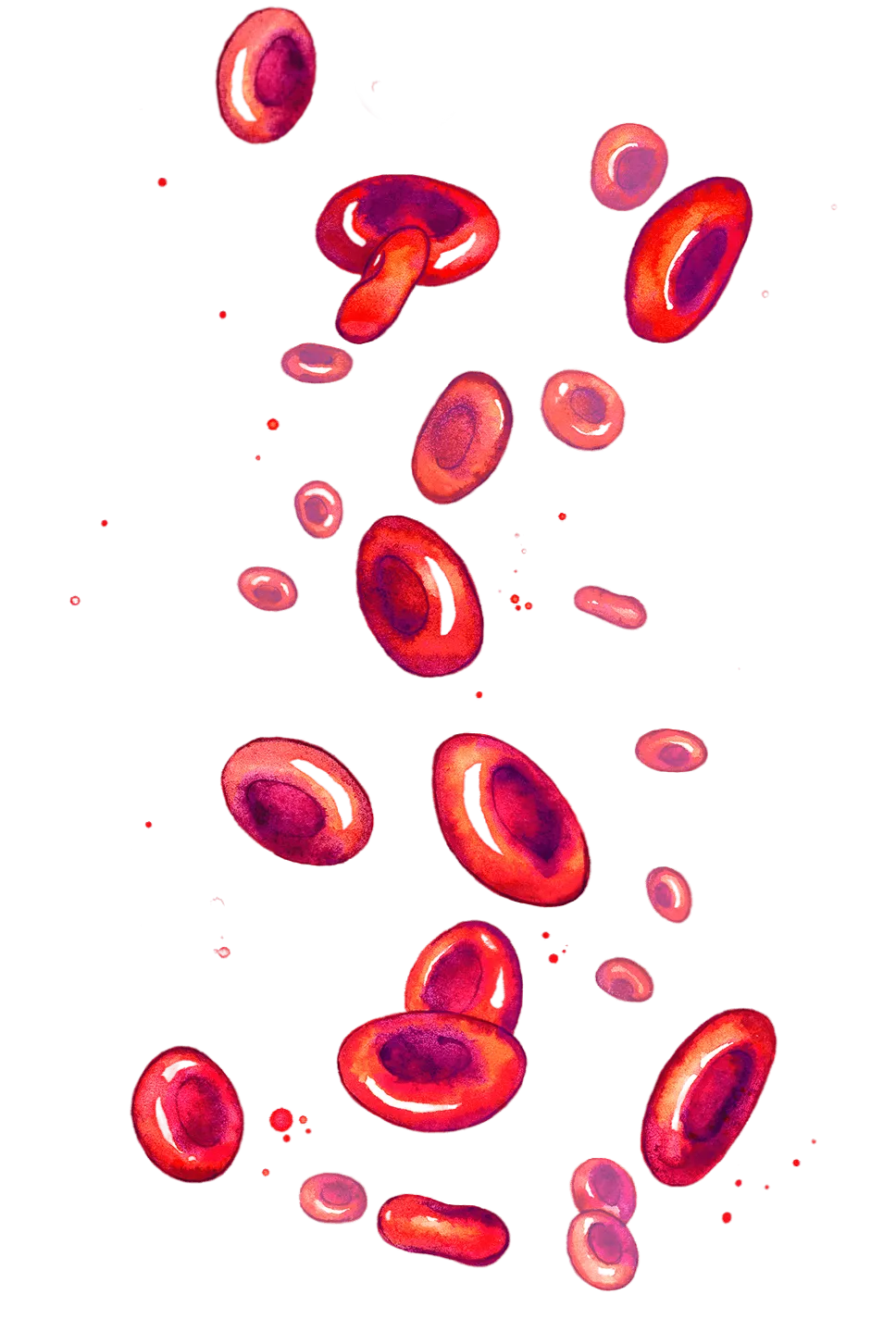 Pozadie - akvarelový obrázok červené krvinky